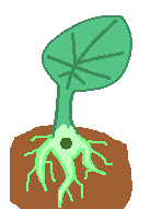 Watery Plant.png